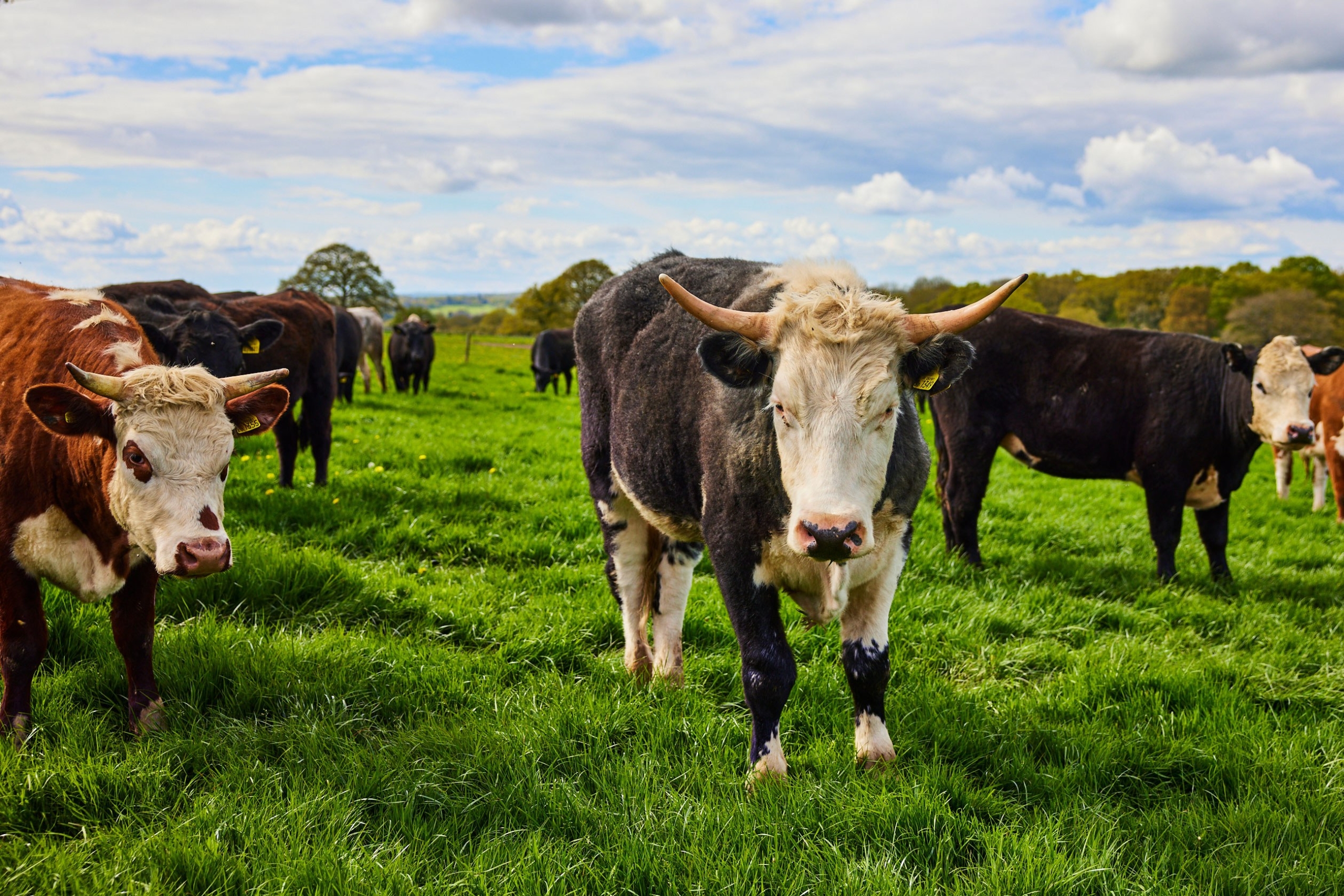 Food and farming
