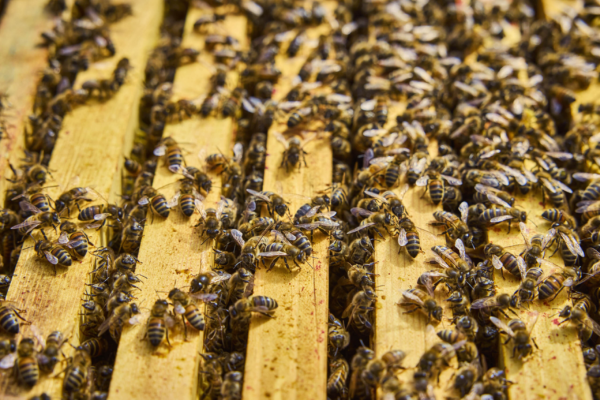 World Bee Day
