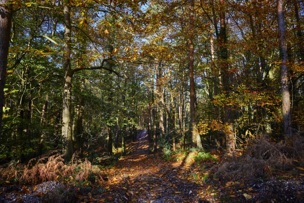 Walking in Luzborough Wood